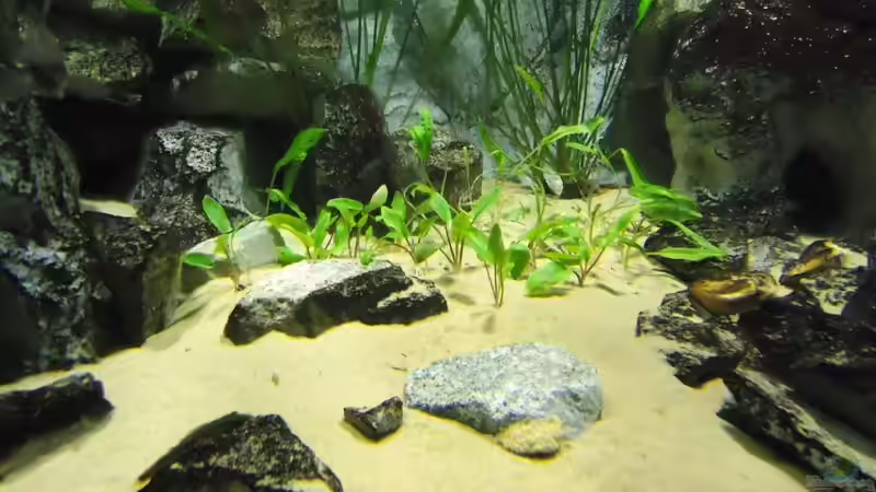 Becketts Wasserkelch im Aquarium pflegen (Einrichtungsbeispiele für Cryptocoryne beckettii)