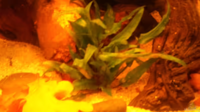 Cryptocoryne beckettii von Grek77 (11)