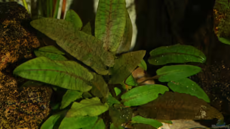Cryptocoryne beckettii von Malte (2)