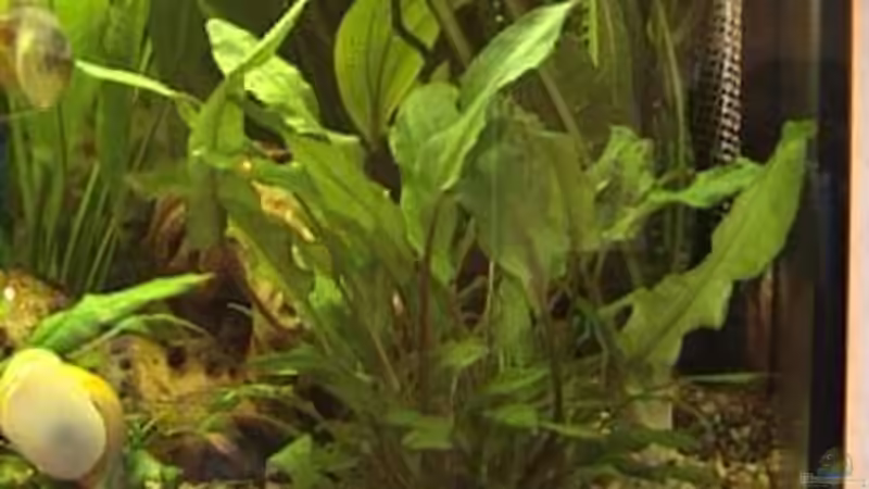 Cryptocoryne beckettii von Marco Schumacher (4)