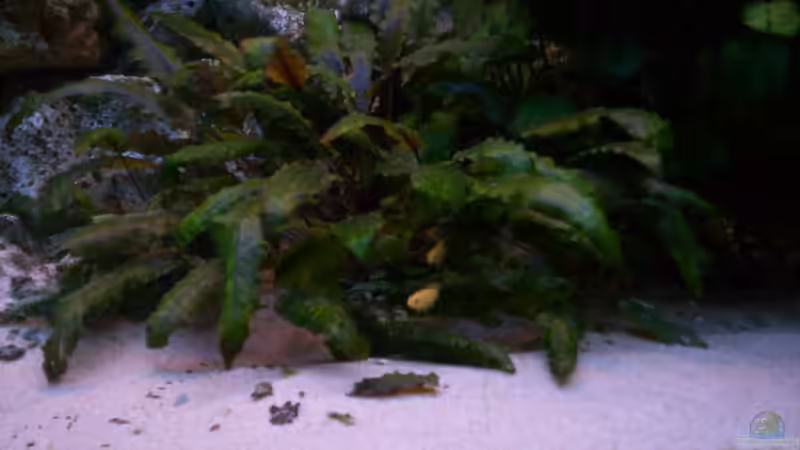 Cryptocoryne beckettii von Niko P. (16)