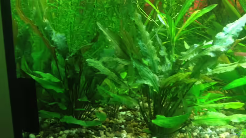 cryptocoryne beckettii von Pflanzenbecken (9)