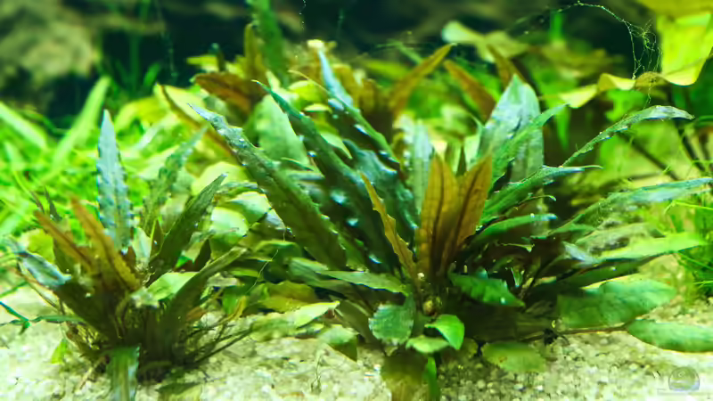 Cryptocoryne beckettii von Phil Cave (7)