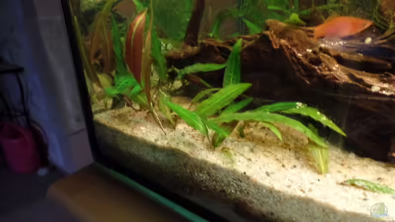 Cryptocoryne beckettii von raubsau (27)