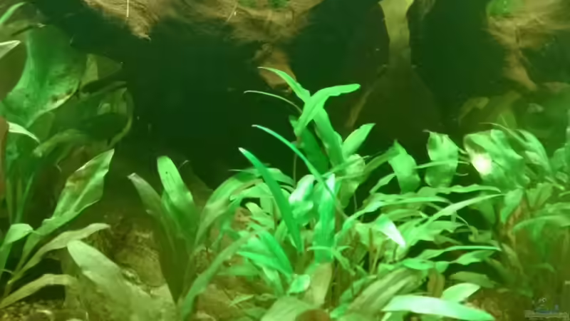 Becketts Wasserkelch im Aquarium pflegen (Einrichtungsbeispiele für Cryptocoryne beckettii)