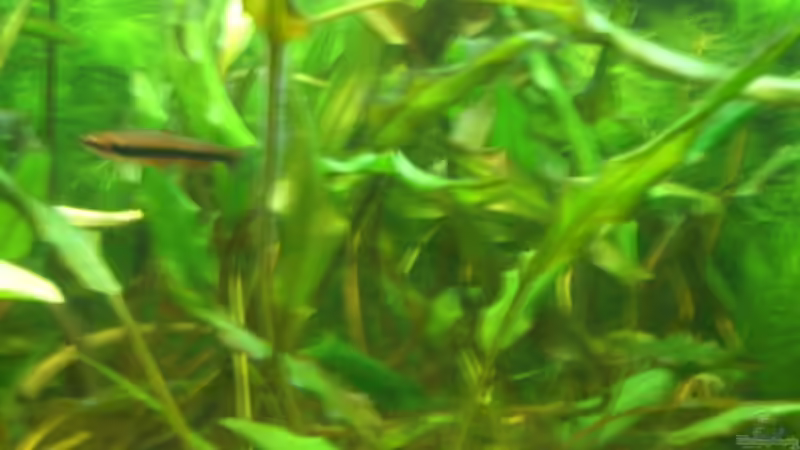 Becketts Wasserkelch im Aquarium pflegen (Einrichtungsbeispiele für Cryptocoryne beckettii)