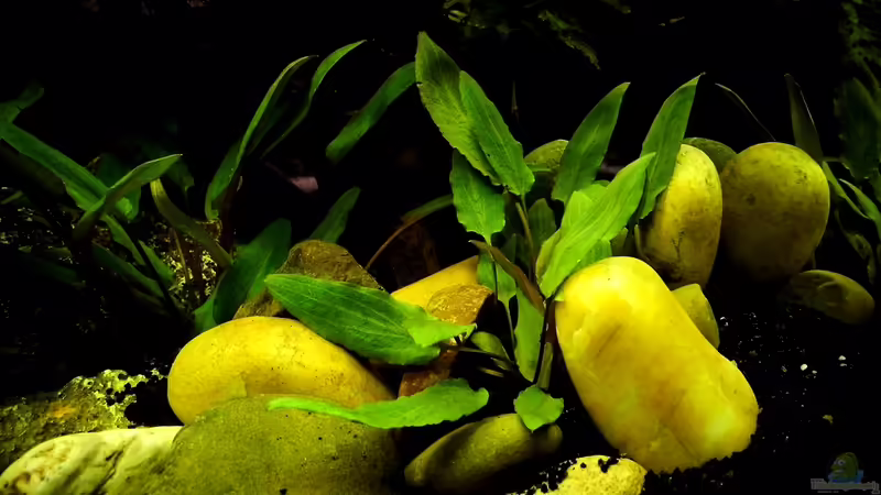 Cryptocoryne beckettil von snooze (19)