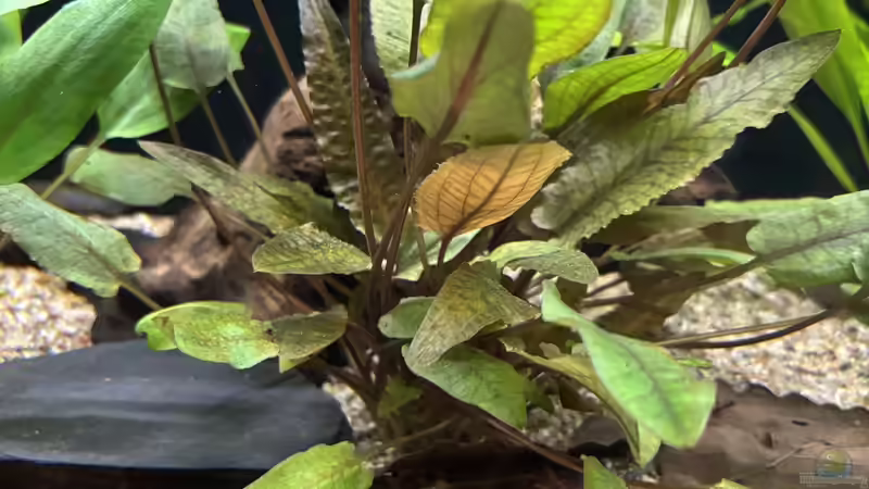 Cryptocoryne bekettii „petchi“ von herkla (14)