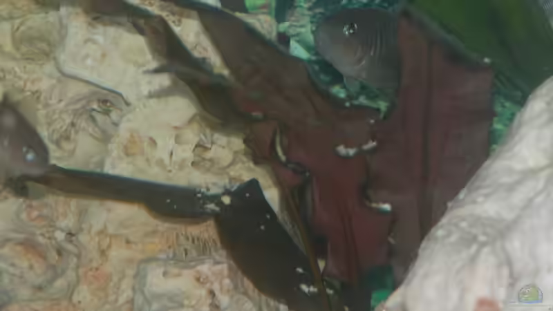 Cryptocoryne bekettii von Bastian Burger (6)