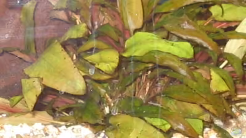 Cryptocoryne ciliata von Harald Gröner (3)