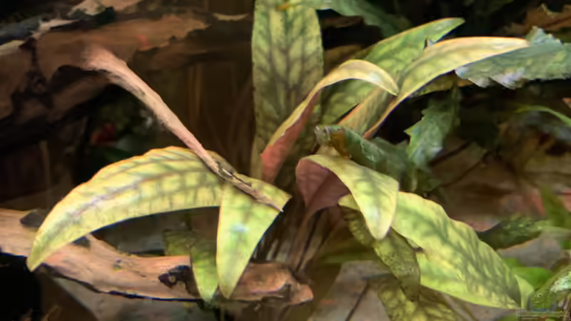 Cryptocoryne cordata var. siamensis  von bluezone (9)
