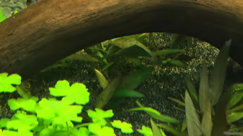 Cryptocoryne cordata von Danny (34)