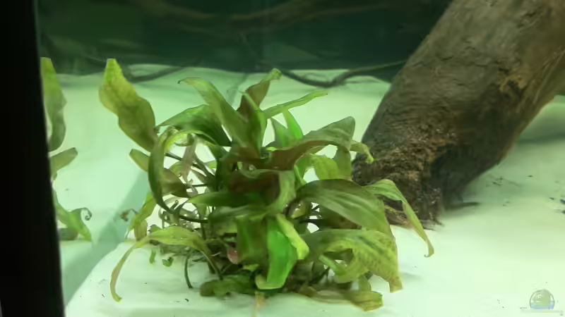 Cryptocoryne cordata von me8210 (7)
