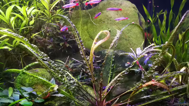 Cryptocoryne crispatula flaccidifolia und viele Bucen, rechts Vallisneria asiatica von a2b-aquaristik (12)