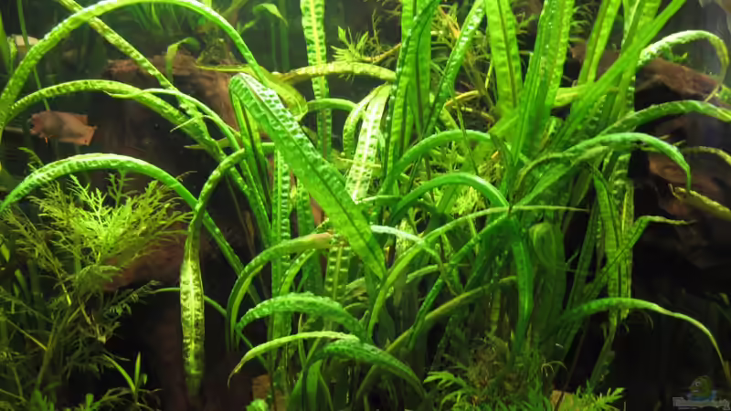 Cryptocoryne crispatula var. balansae ´Bown Lucanas´ von Jan16 (20)