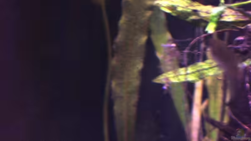 Cryptocoryne crispatula von lomarraco (34)