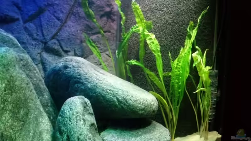 Cryptocoryne Crispatula von René_Bln (3)