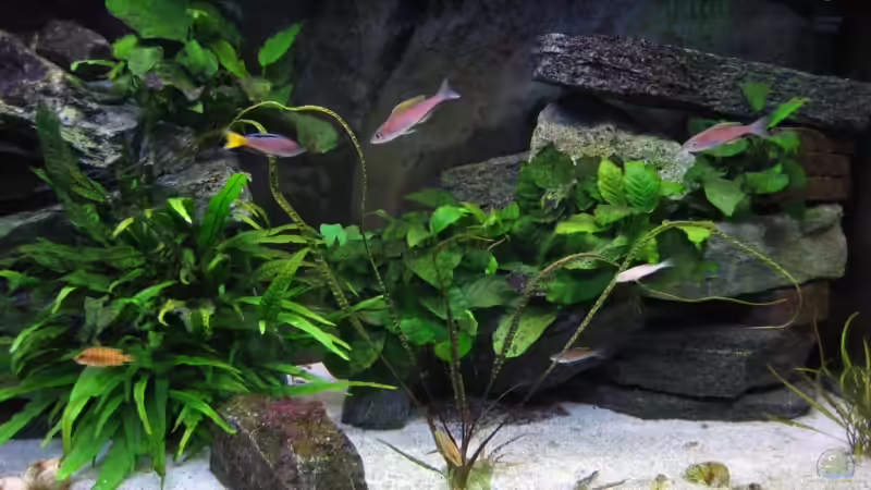 Cryptocoryne crispatula (vorne) von Marco Hunziker (8)