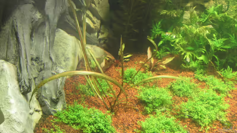 Cryptocoryne crispulata von Christian Grunwald (19)