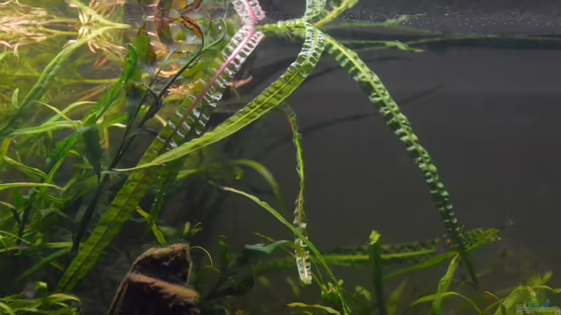 Cryptocoryne crisputala von Dominik (16)