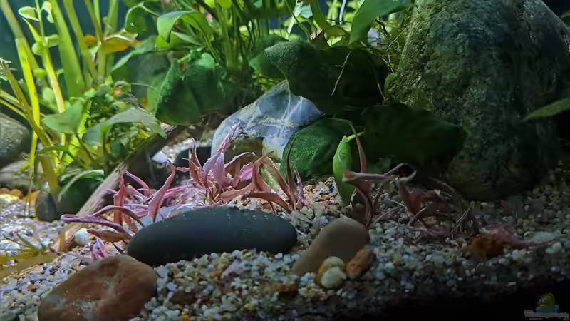Cryptocoryne fancy pink von okefenokee (27)