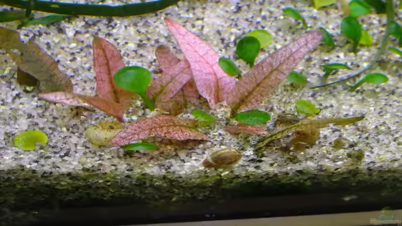 Cryptocoryne Flamingo - sie hält sich tapfer von achim-cool (13)