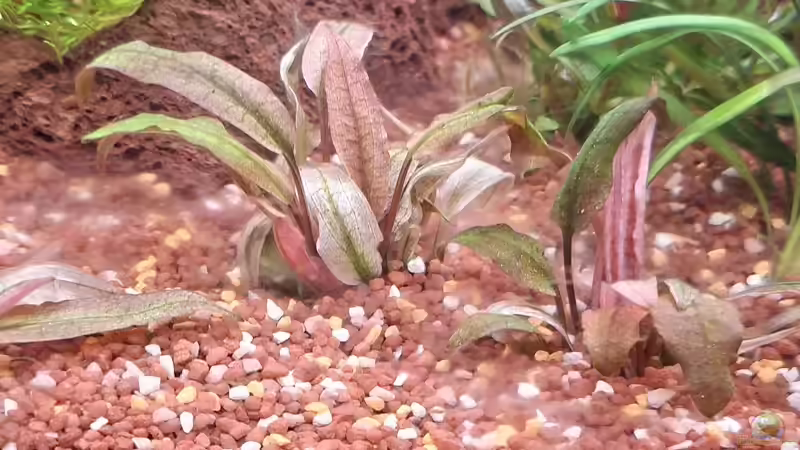 Cryptocoryne ´Flamingo´ von ernst11 (10)