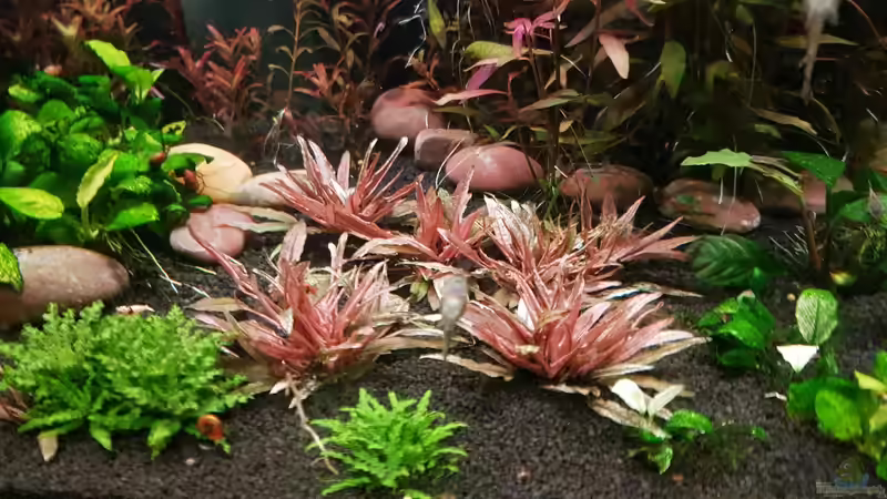 Cryptocoryne Flamingo von Valhall (2)