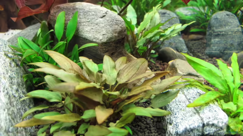 Cryptocoryne Garten von Sarah (32)