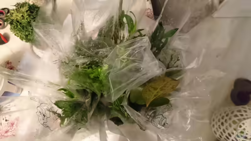 Cryptocoryne insgesamt schon 23 Töpfe  von Inuki (3)