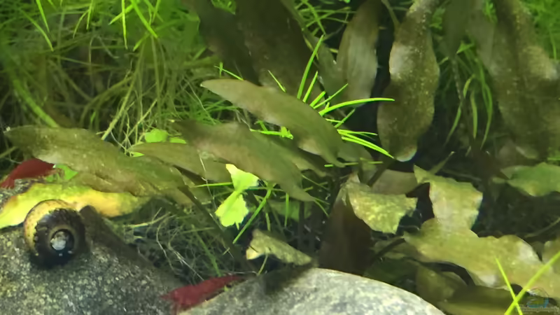 Cryptocoryne Kompakt von DavidK31 (3)