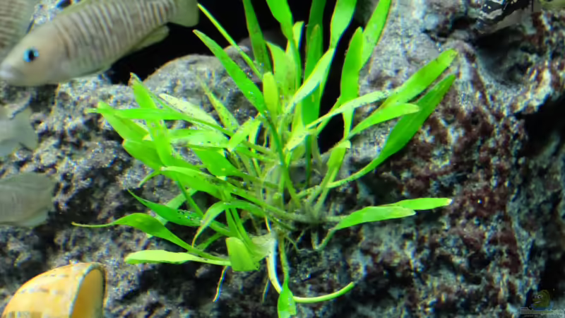 Schmalblättrige Nevelli-Wasserkelch im Aquarium pflegen (Einrichtungsbeispiele für Cryptocoryne lucens)