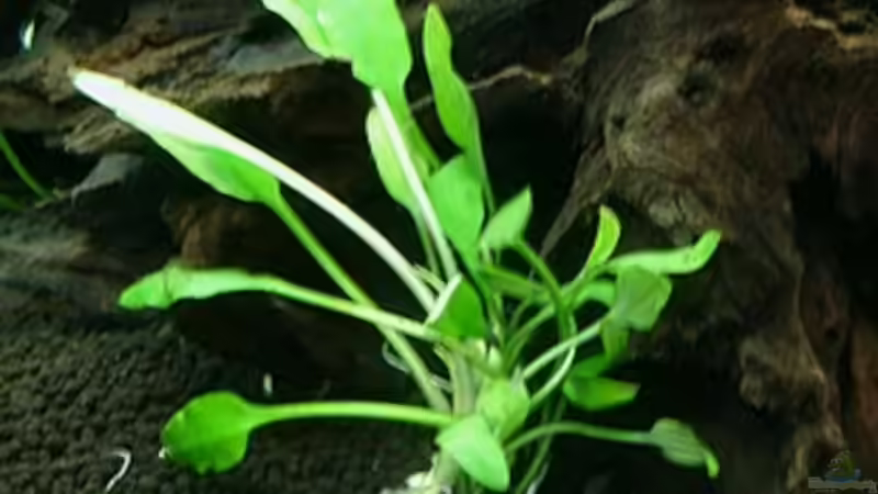 Schmalblättrige Nevelli-Wasserkelch im Aquarium pflegen (Einrichtungsbeispiele für Cryptocoryne lucens)