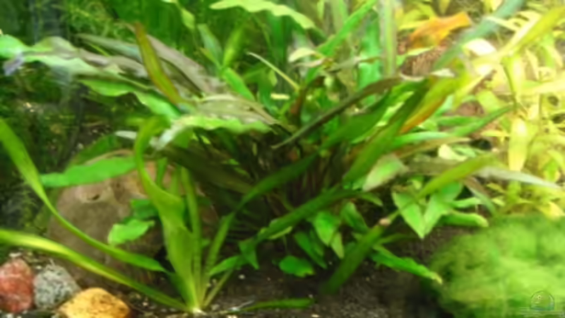 Schmalblättrige Nevelli-Wasserkelch im Aquarium pflegen (Einrichtungsbeispiele für Cryptocoryne lucens)