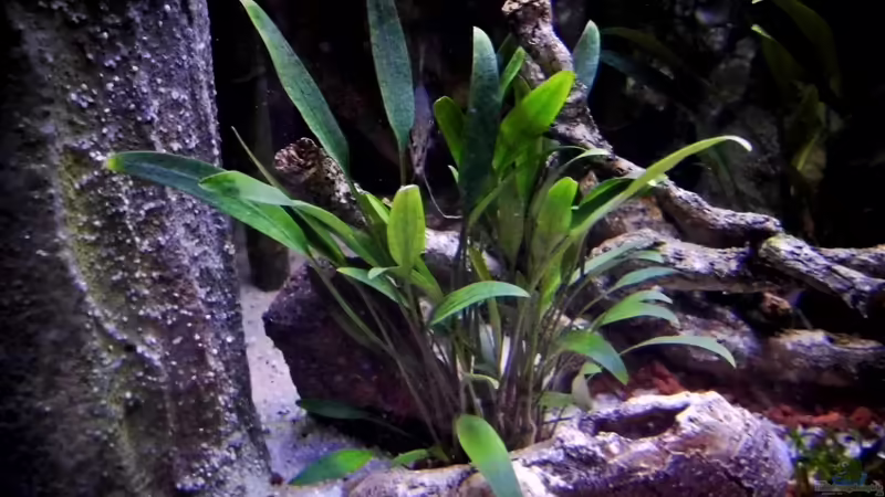 Schmalblättrige Nevelli-Wasserkelch im Aquarium pflegen (Einrichtungsbeispiele für Cryptocoryne lucens)
