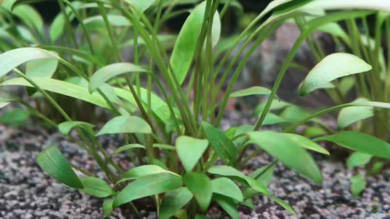 Schmalblättrige Nevelli-Wasserkelch im Aquarium pflegen (Einrichtungsbeispiele für Cryptocoryne lucens)