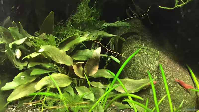 Dunkelgrüner Wasserkelch im Aquarium pflegen (Einrichtungsbeispiele für Cryptocoryne lutea)