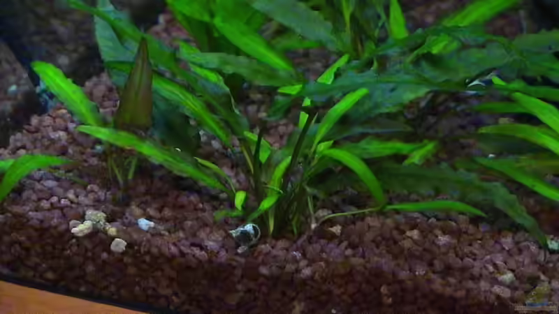 Cryptocoryne lutea von Alexander Müller (7)