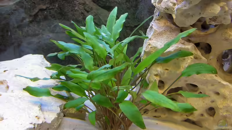 Dunkelgrüner Wasserkelch im Aquarium pflegen (Einrichtungsbeispiele für Cryptocoryne lutea)