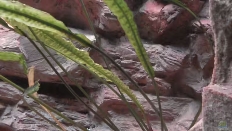 Cryptocoryne Mutterpflanze von LuckyHimself (5)