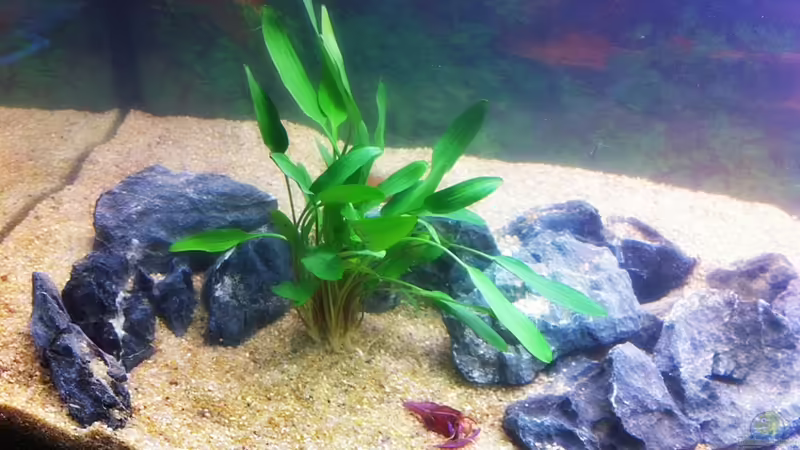 Cryptocoryne Nevillii 05.07.2011 von Sebastian Philipp (15)