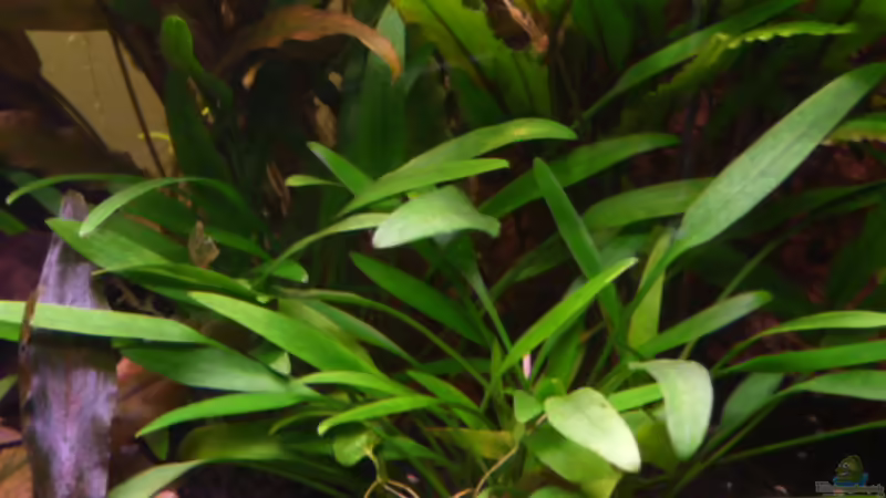 Cryptocoryne nevillii 13.04.2011 von Ray1975 (19)