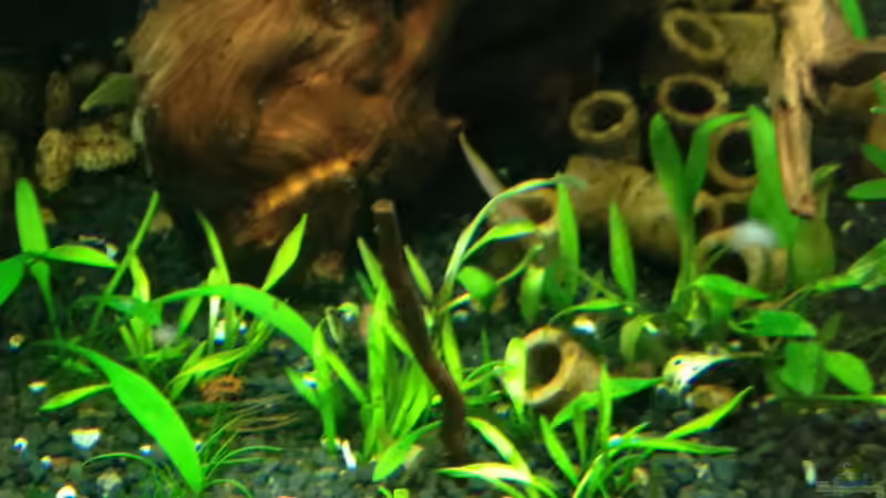 Cryptocoryne parva+Cryptocoryne petchii ´Pink´ von Walde (36)