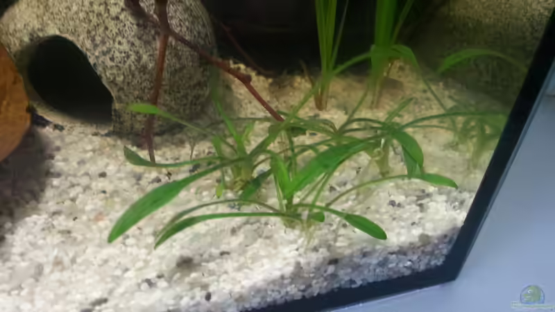 Cryptocoryne parva von Betta Ufuk (2)