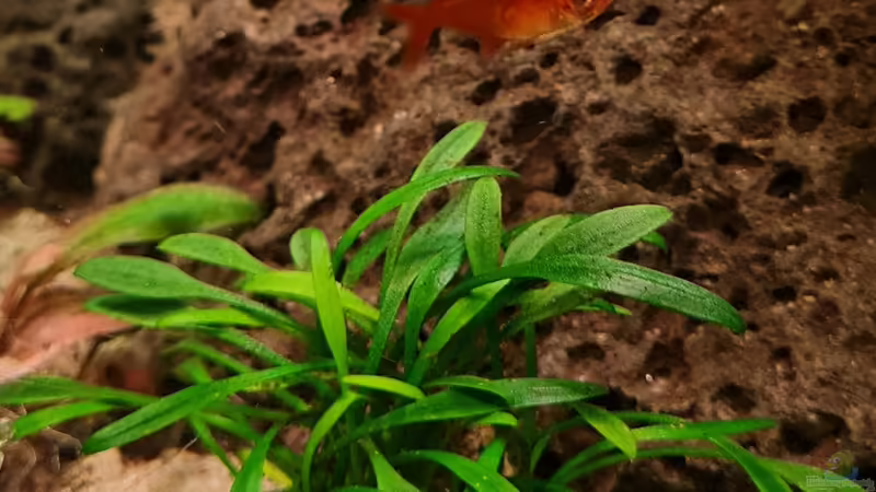 Cryptocoryne parva von David Schneider Aquaristik (13)
