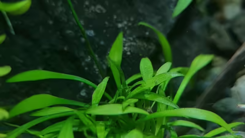 Cryptocoryne parva von David Schneider Aquaristik (9)