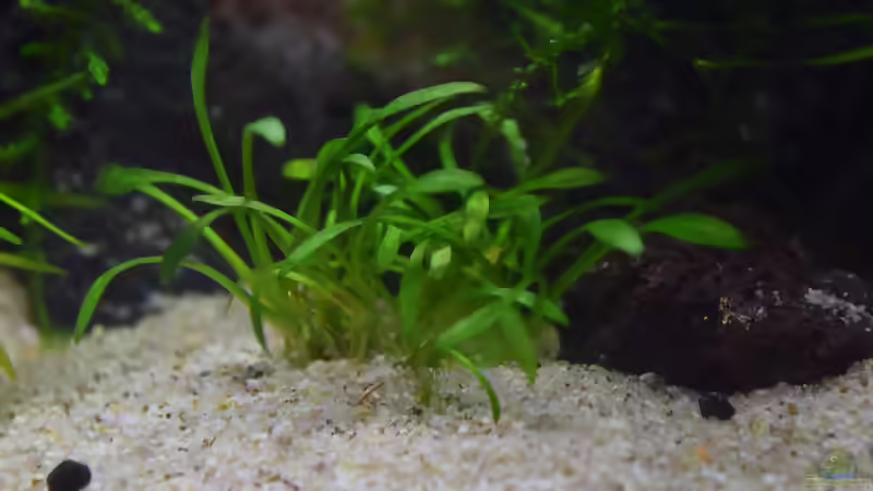 Cryptocoryne parva von Junglist (3)