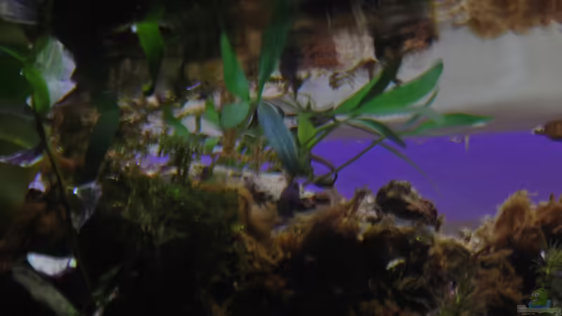 Cryptocoryne parva von lomarraco (32)