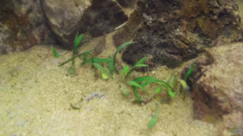 Cryptocoryne parva von MiCa (9)