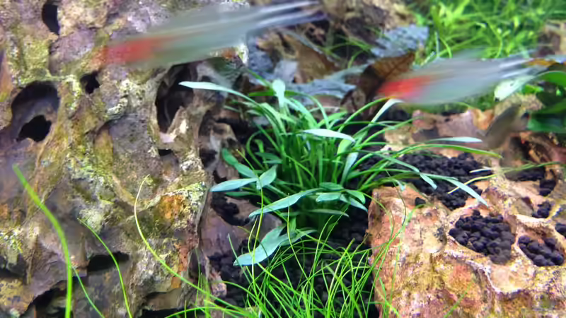 Cryptocoryne parva von Olle696 (17)